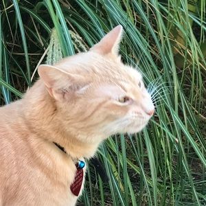 Meet your Posher, Henry